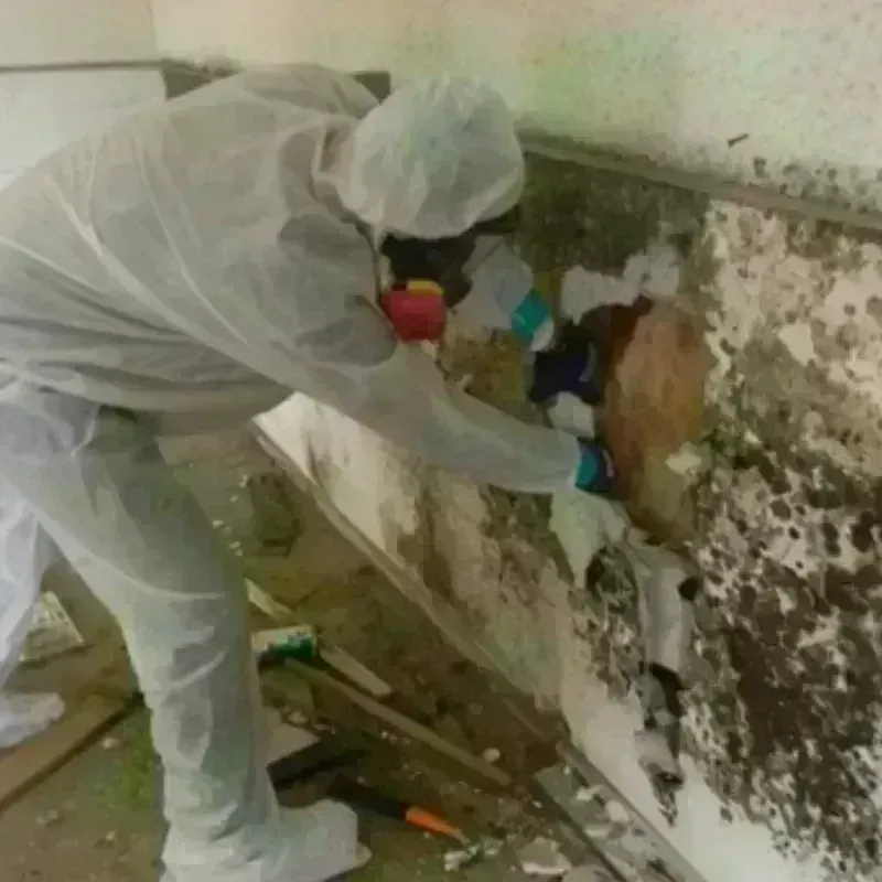 Mold Remediation and Removal in North Logan, UT